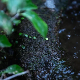 大正由布の花イメージ