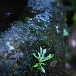 大正由布の花イメージ